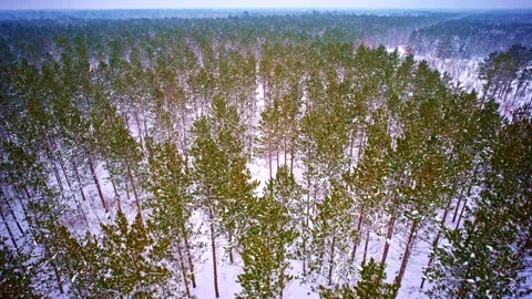 Winter forest scene covered in fresh snow in northern Michigan Vídeos de archivo 334362794