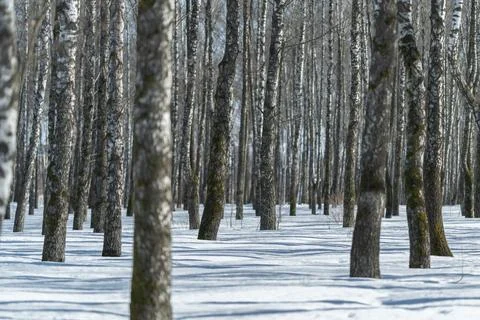 Winter forest scene. Elegant birch trees in winter light with shadow patterns. S Stock Photos
