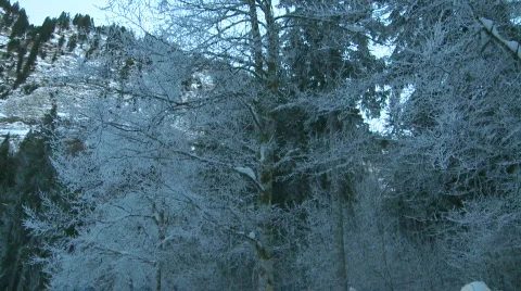 Winter forest scene Video stock 303593