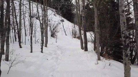 Winter Forest Scene Stock Footage