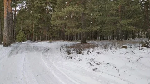 Winter forest scene Stock Footage 124002551
