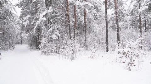 Winter forest scene - slowly falling snow on the pine trees background. Stock Footage 147719277