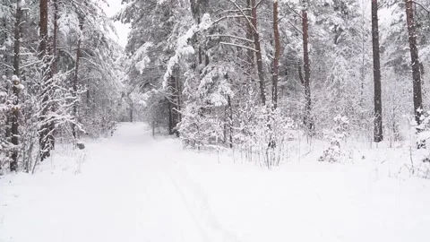 Winter forest scene - slowly falling snow on the pine trees background. Stock Footage 147719295