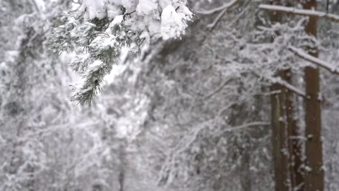 Winter forest scene - slowly falling snow on the pine trees background. Stock Footage 147719301