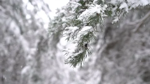 Winter forest scene - slowly falling snow on the pine trees background. Stock Footage 147719323