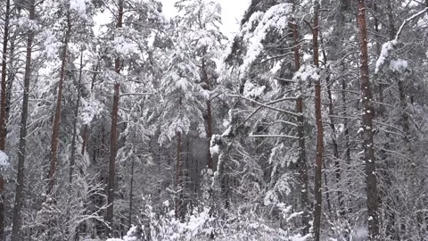 Winter forest scene - slowly falling snow on the pine trees background. Stock Footage 147719329