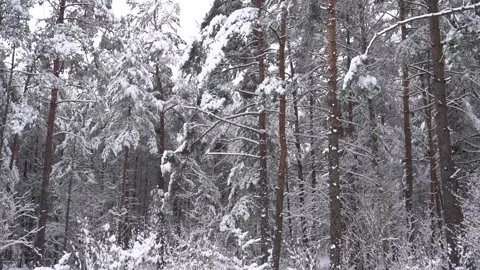 Winter forest scene - slowly falling snow on the pine trees background. Stock Footage 147719336