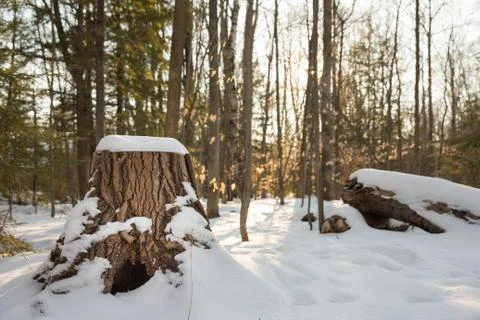 Winter Forest Scene with Stump in Foreground Stock Photos