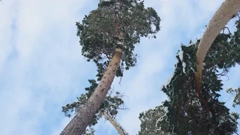 Winter forest scene, tall pine trees against the sky with clouds Stock Footage 225238990