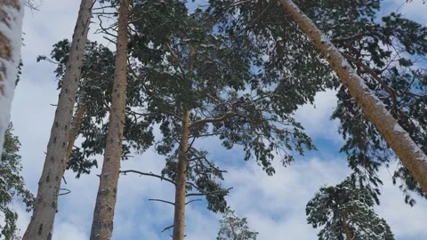 Winter forest scene, tall pine trees against the sky Stock Footage 225239218