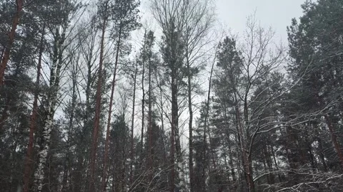 Winter forest scene with tall pine and bare birch trees under overcast sky, Vídeos de archivo 341657557