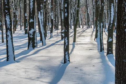 Winter forest scene with tall trees covered in fresh snow, dark trunks and br Stock Photos