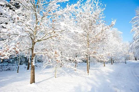 A winter forest scene with trees full of snow against a blue sky on a bright day Stock Photos