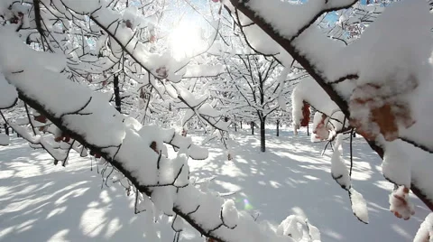 Winter forest scenery 動画素材 57373805