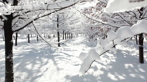 Winter forest scenery Video stock 57373810