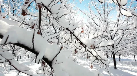 Winter forest scenery Vídeos de archivo 57373861