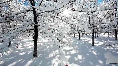 Winter forest scenery Видео 57373867