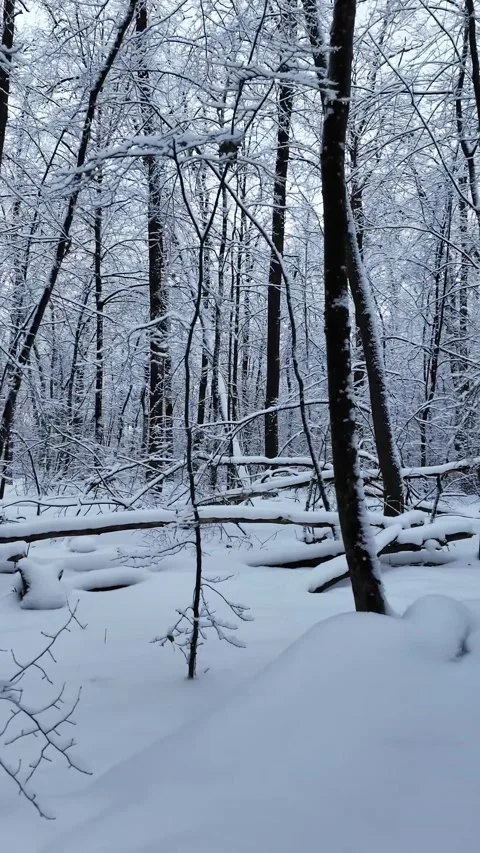 Winter Forest Scenery With Snow Covered Trees Video stock 335688226