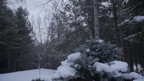 Winter Forest Scenery Snowfall Video stock 78525612