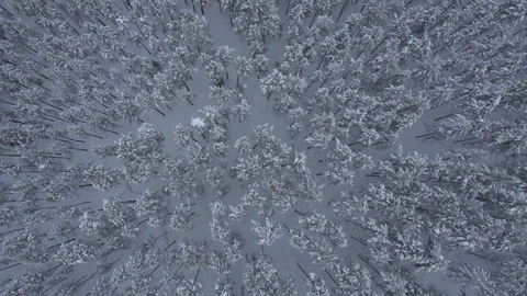 Winter Forest seen from drone Vídeo Stock 89306076