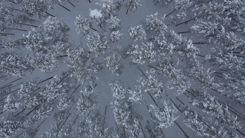 Winter Forest seen from drone Vídeo Stock 89307362