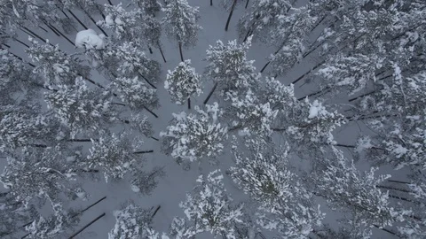Winter Forest seen from drone Vídeo Stock 89323284
