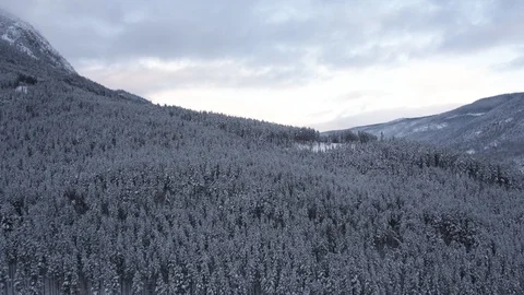 Winter Forest seen from drone Vídeo Stock 89326893