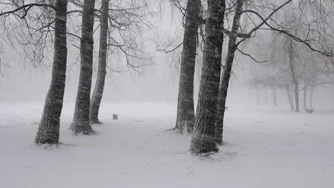 Winter Forest Serenity. A tranquil snowy forest scene Stock Footage 325371227