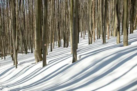 Winter forest with shadow lines on the snow. Winter in Poland 스톡 사진