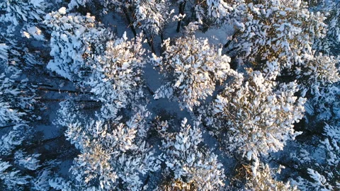 Winter forest. Shooting with copter. Stock Footage 92327202