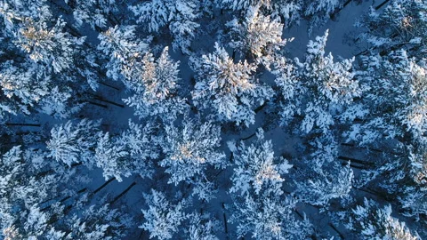 Winter forest. Shooting with copter. Stock Footage 92327836