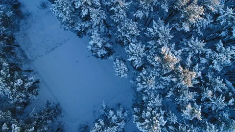Winter forest. Shooting with copter. Stock Footage 92328629