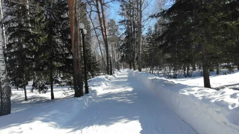 Winter forest, Siberian landscape, pine-trees, blue sky, snow Stock Footage 126528922