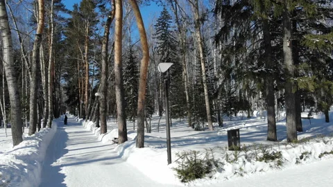 Winter forest, Siberian landscape, pine-trees, blue sky, snow Stock Footage 126529456