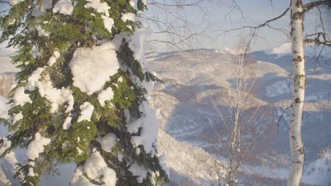Winter forest in the Siberian mountains 動画素材 102651797