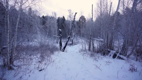 Winter forest. Siberian taiga Video stock 103084789