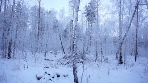 Winter forest. Siberian taiga Stock Footage 103084977