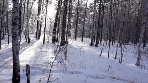 Winter forest. Siberian taiga Stock Footage 103085846