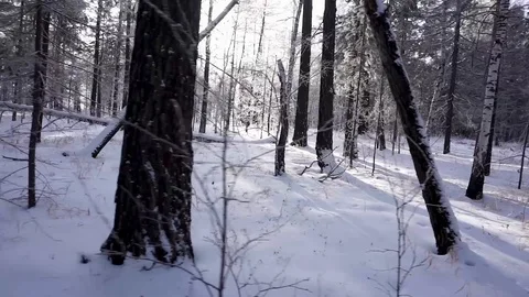 Winter forest. Siberian taiga Stock Footage 103085883
