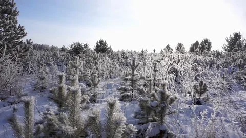 Winter forest. Siberian taiga Stock Footage 103085933