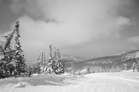 Winter forest. Ski resort. Stock Photos