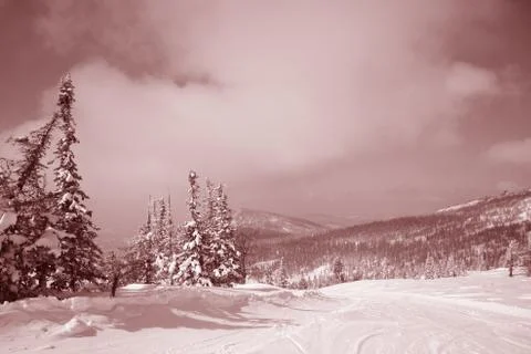 Winter forest. Ski resort. Stock Photos