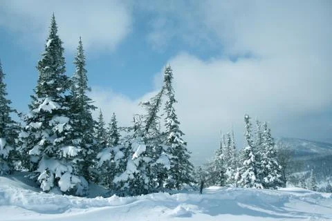 Winter forest. Ski resort. Stock Photos