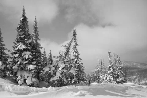 Winter forest. Ski resort. Stock Photos