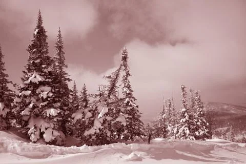 Winter forest. Ski resort. Stock Photos