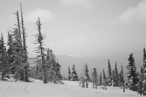 Winter forest. Ski resort. Stock Photos