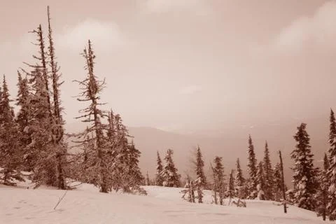 Winter forest. Ski resort. Stock Photos