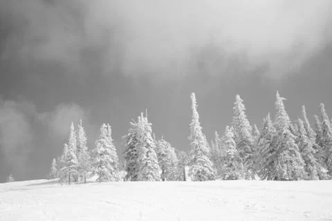Winter forest. Ski resort. Stock Photos
