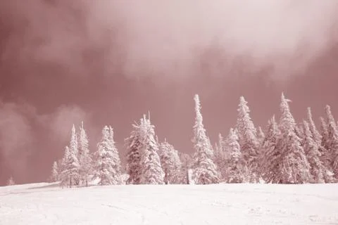 Winter forest. Ski resort. Stock Photos