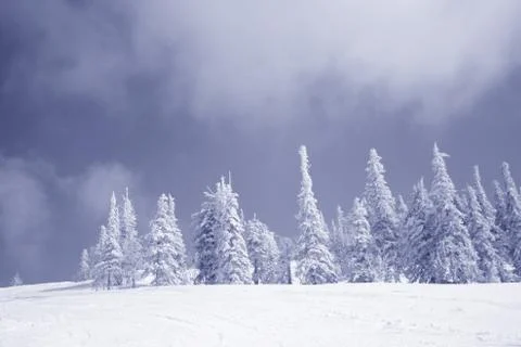 Winter forest. Ski resort. Stock Photos